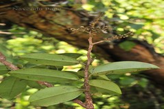 Embelia adnata